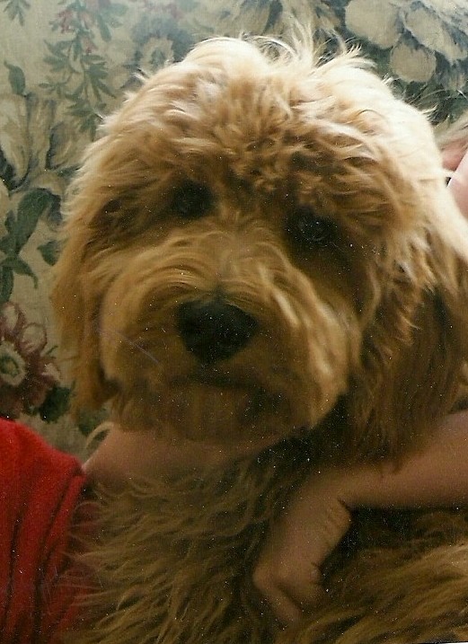 graham.teddy.jpg (521×717)
